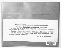 Ephebe trachytera image
